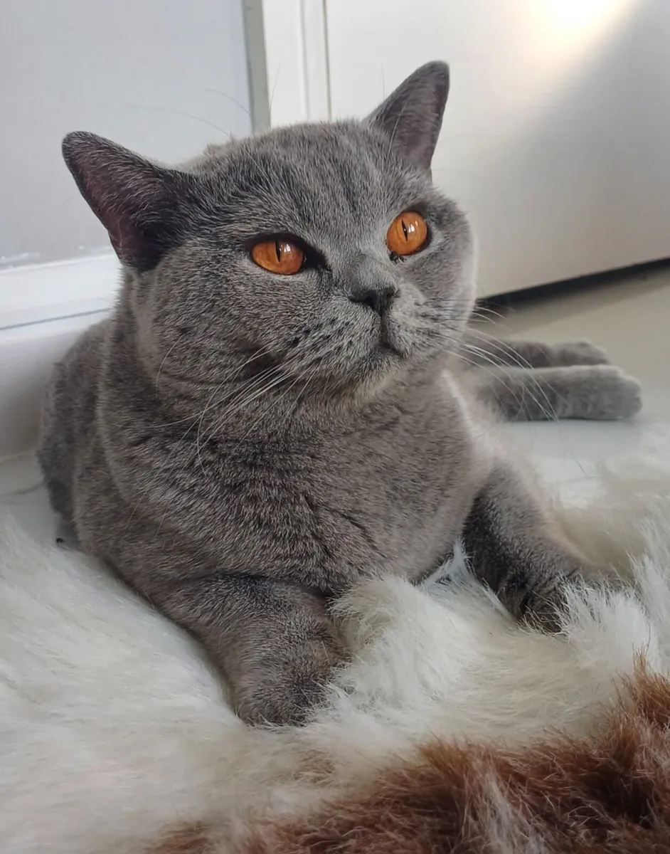 Amazing Purebred British Shorthair kittens 🥰 - Image 4