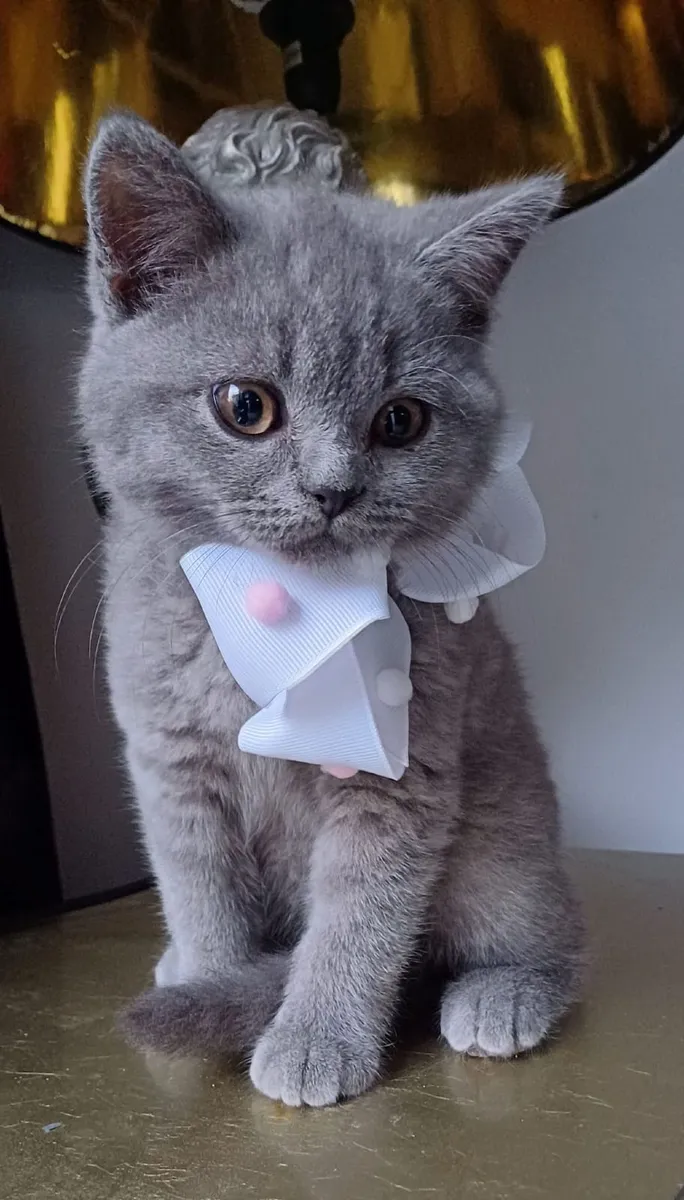 Amazing Purebred British Shorthair kittens 🥰 - Image 1