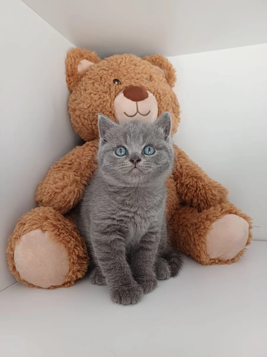 Amazing Purebred British Shorthair kittens 🥰 - Image 2