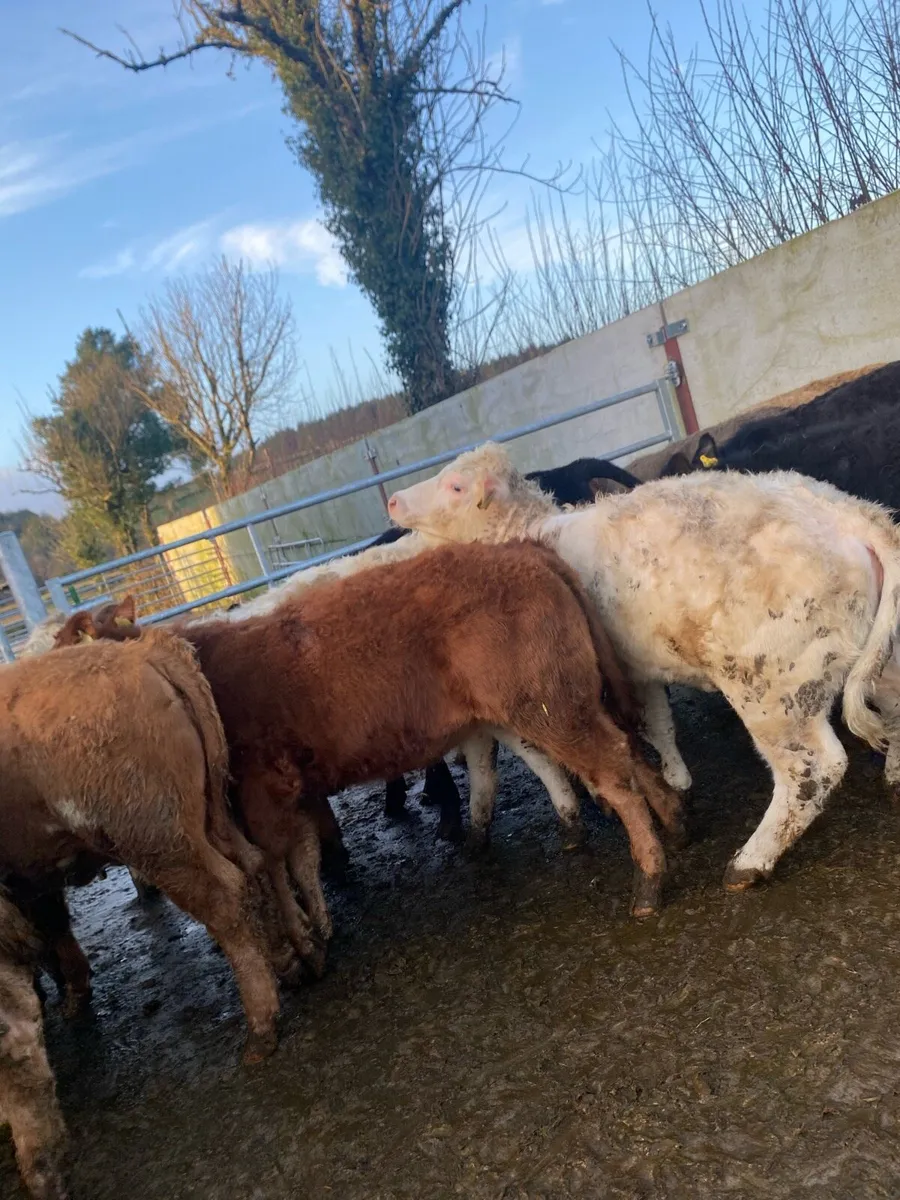 16 super charlaois and limousine heifer weanlings - Image 4