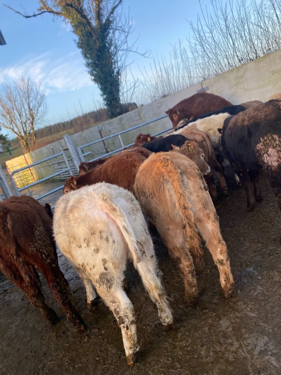 16 super charlaois and limousine heifer weanlings - Image 2