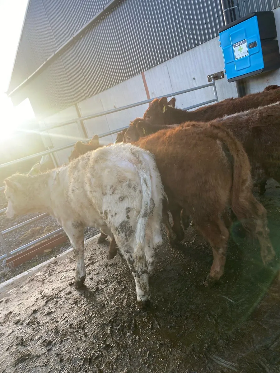 16 super charlaois and limousine heifer weanlings - Image 1