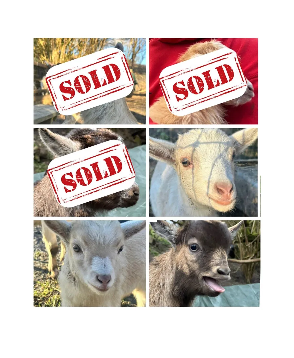 Pygmy kid goats - Image 1