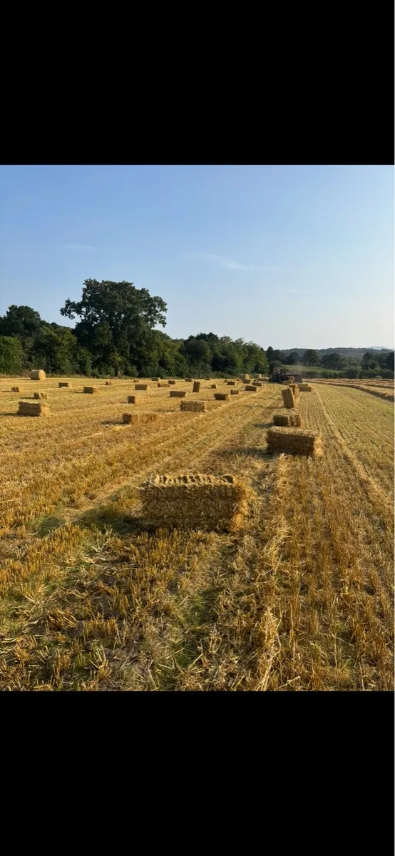 Small square barley - Image 2