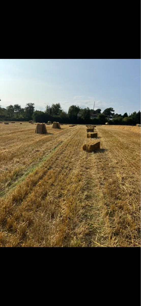 Small square barley - Image 3