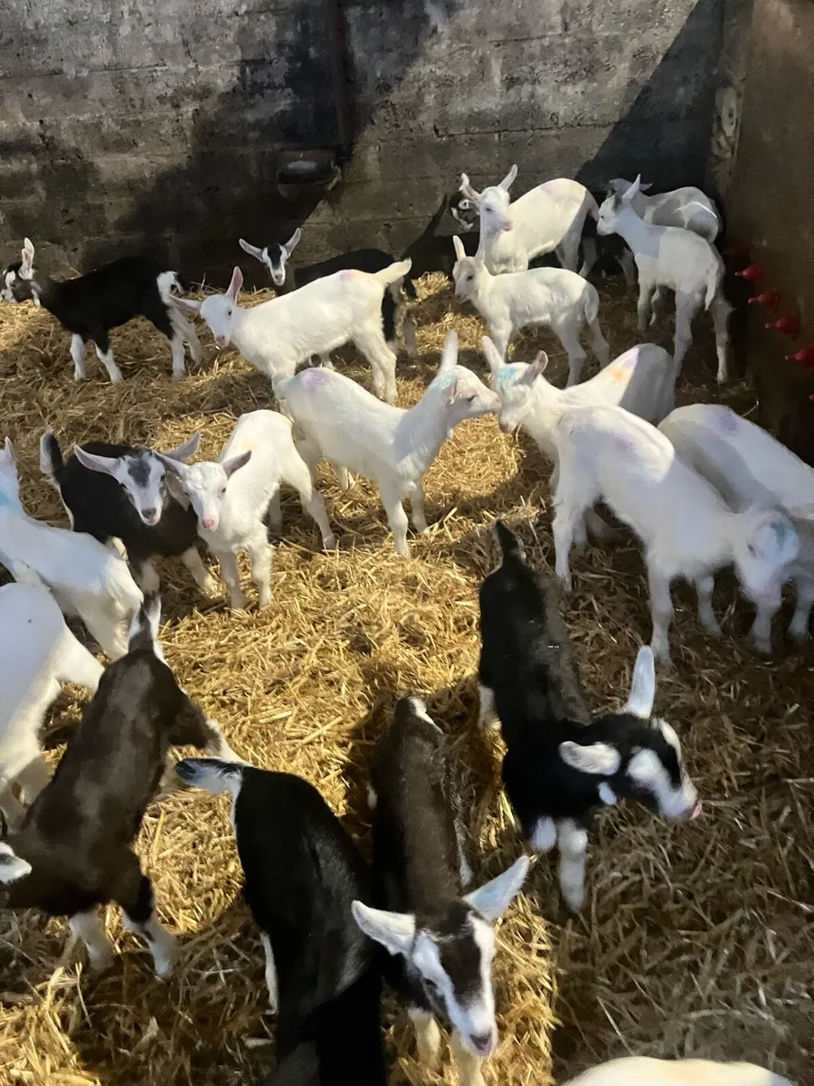 Female kids - Image 2