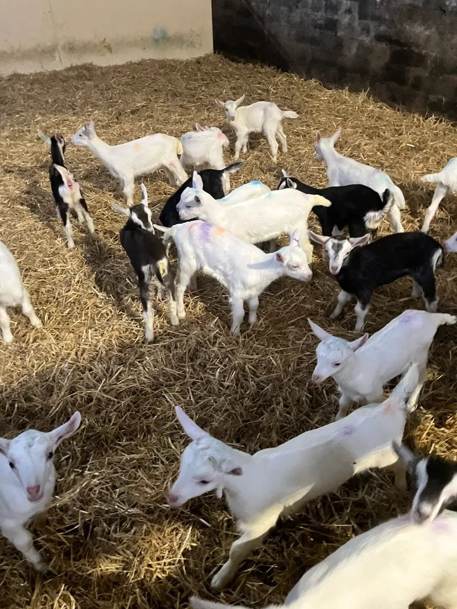 Female kids - Image 3