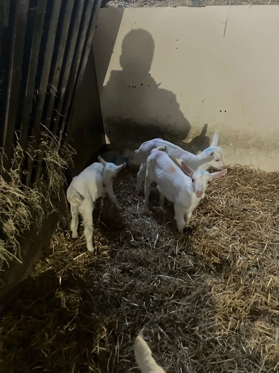 Female kids - Image 4