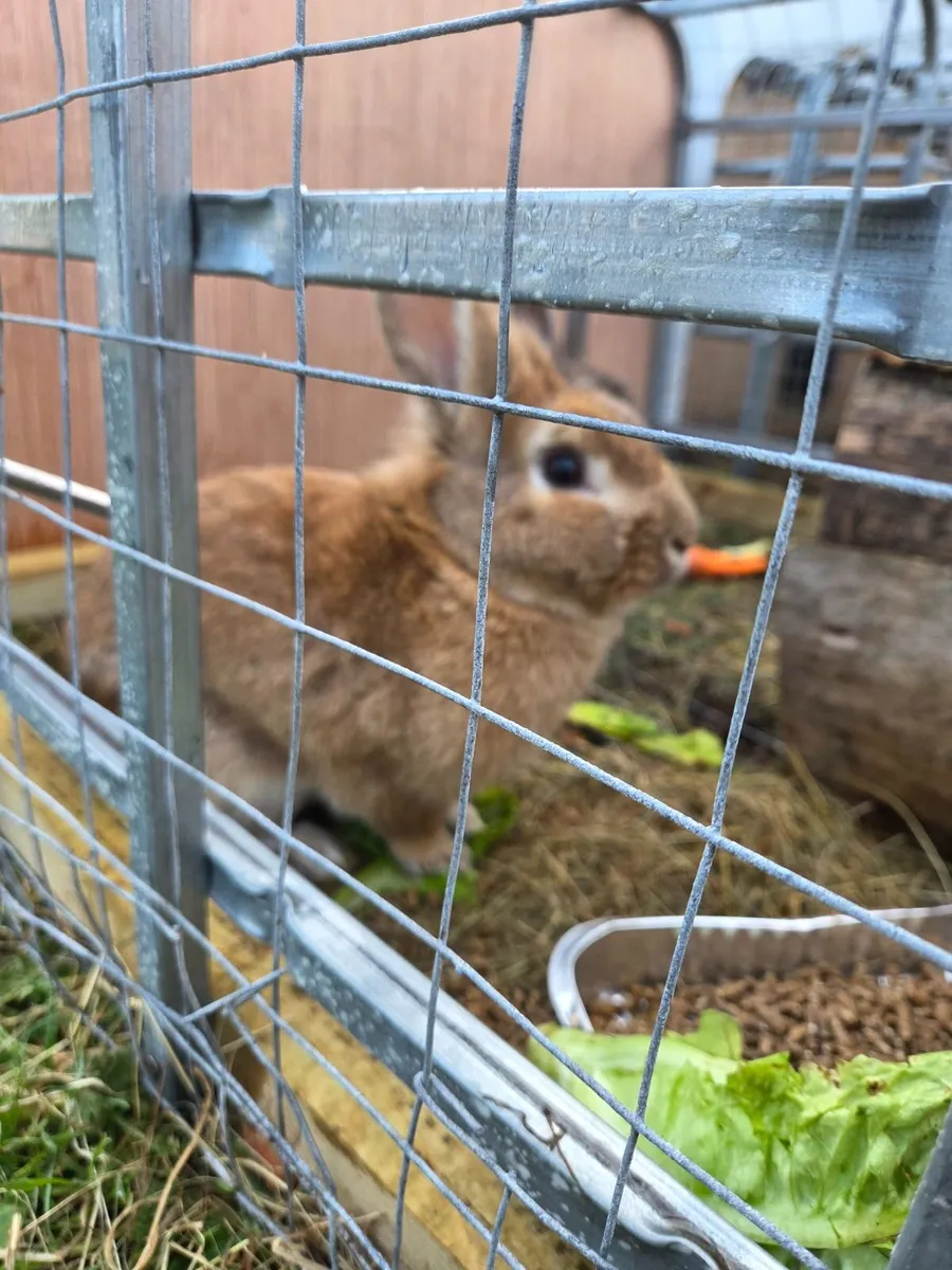 Rabbits - Image 1