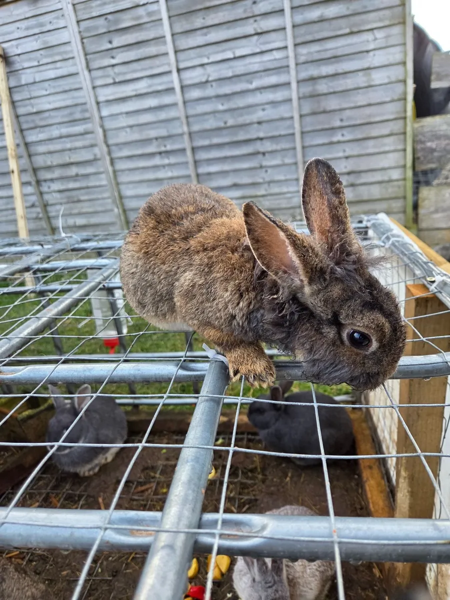 Rabbits - Image 3