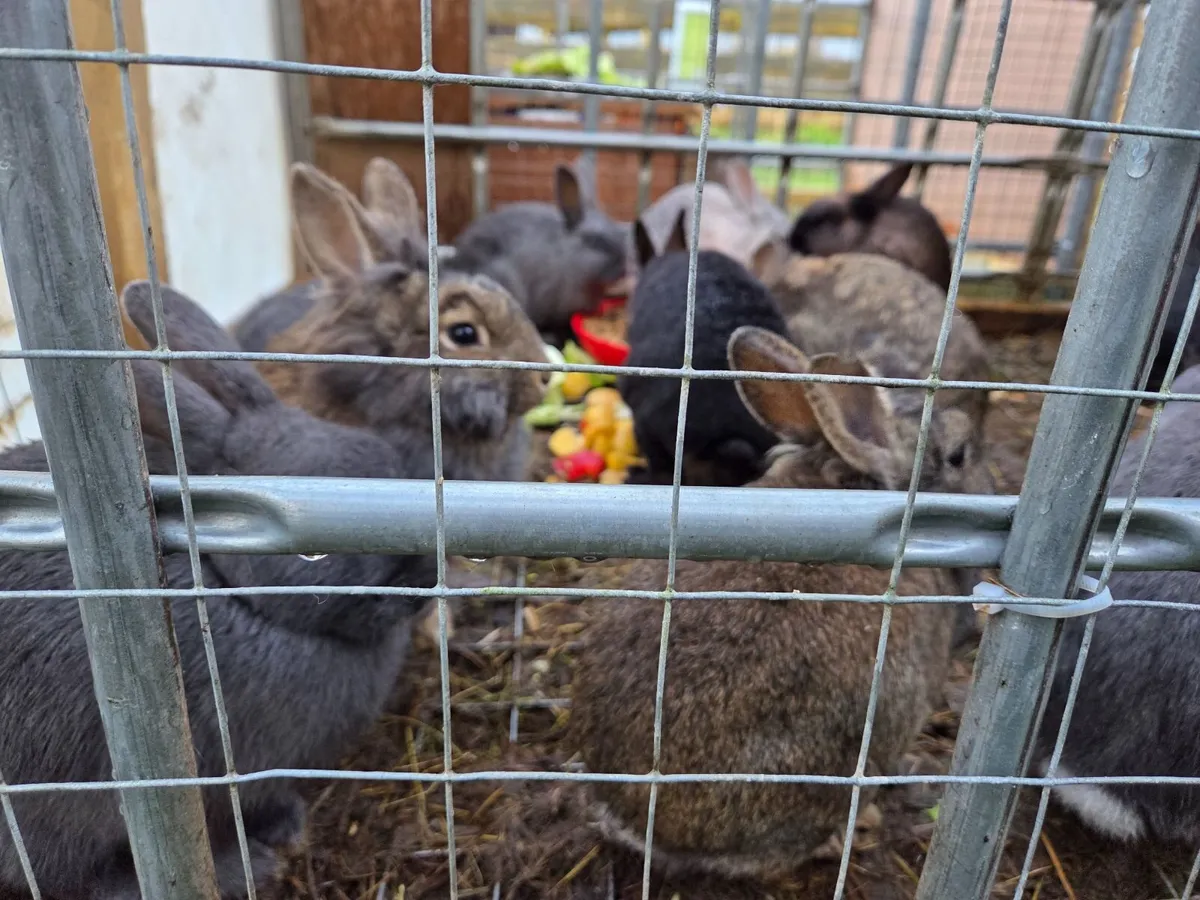 Rabbits - Image 4