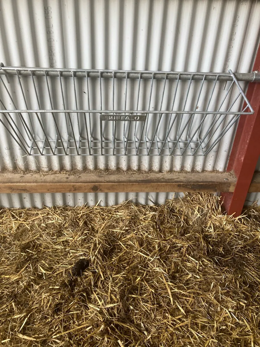 Buffalo Calf Hay rack/sheep trough/ring feeder - Image 2
