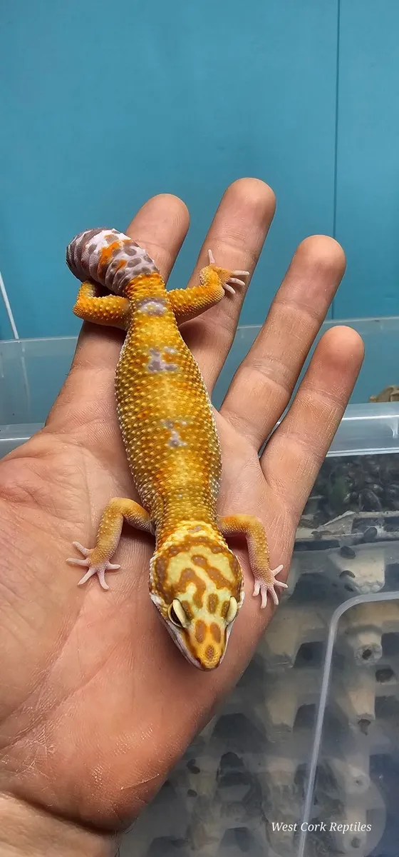 Leopard gecko - Image 1