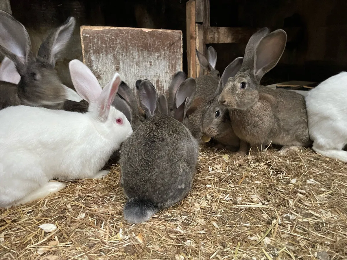Rabbits - Image 3