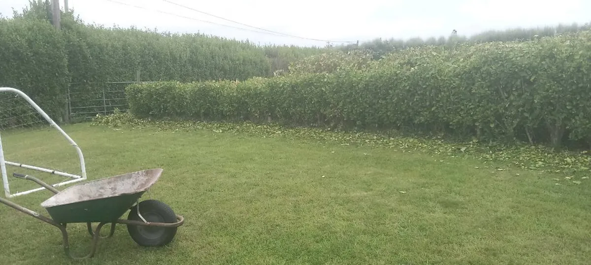 Griselinia hedges - Image 1