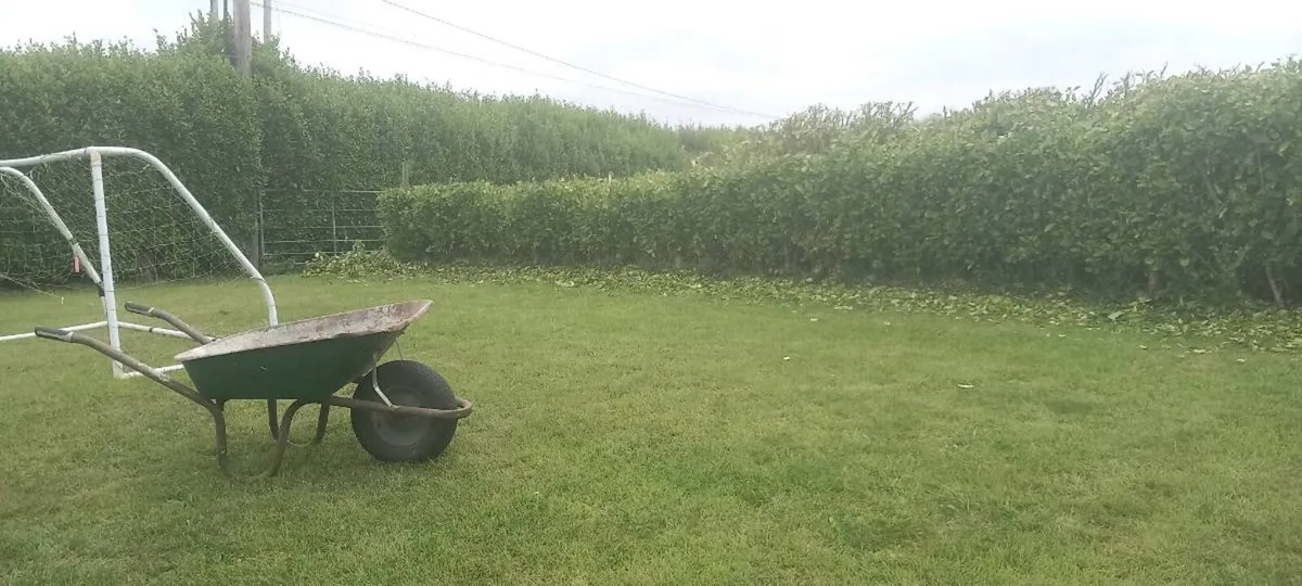 Griselinia hedges - Image 2