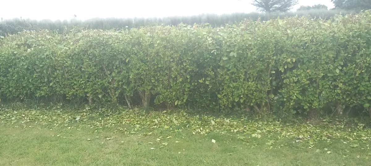 Griselinia hedges - Image 3