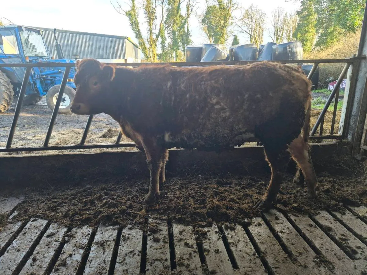 Springing heifer - Image 2