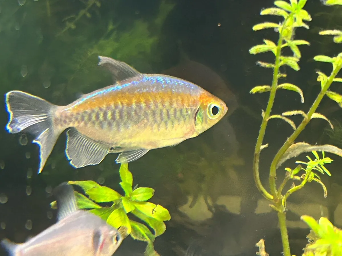 Congo Tetra fish x7 - Image 1