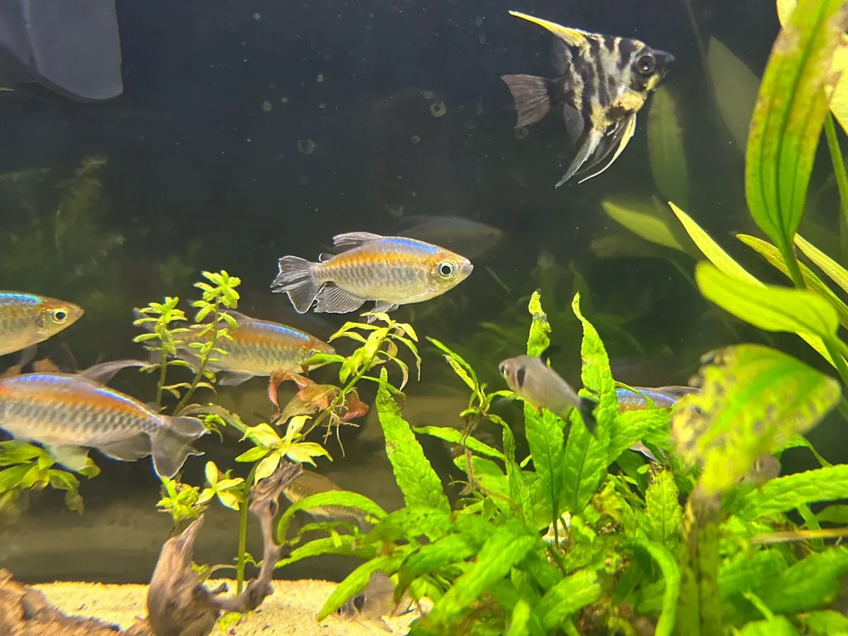 Congo Tetra fish x7 - Image 2