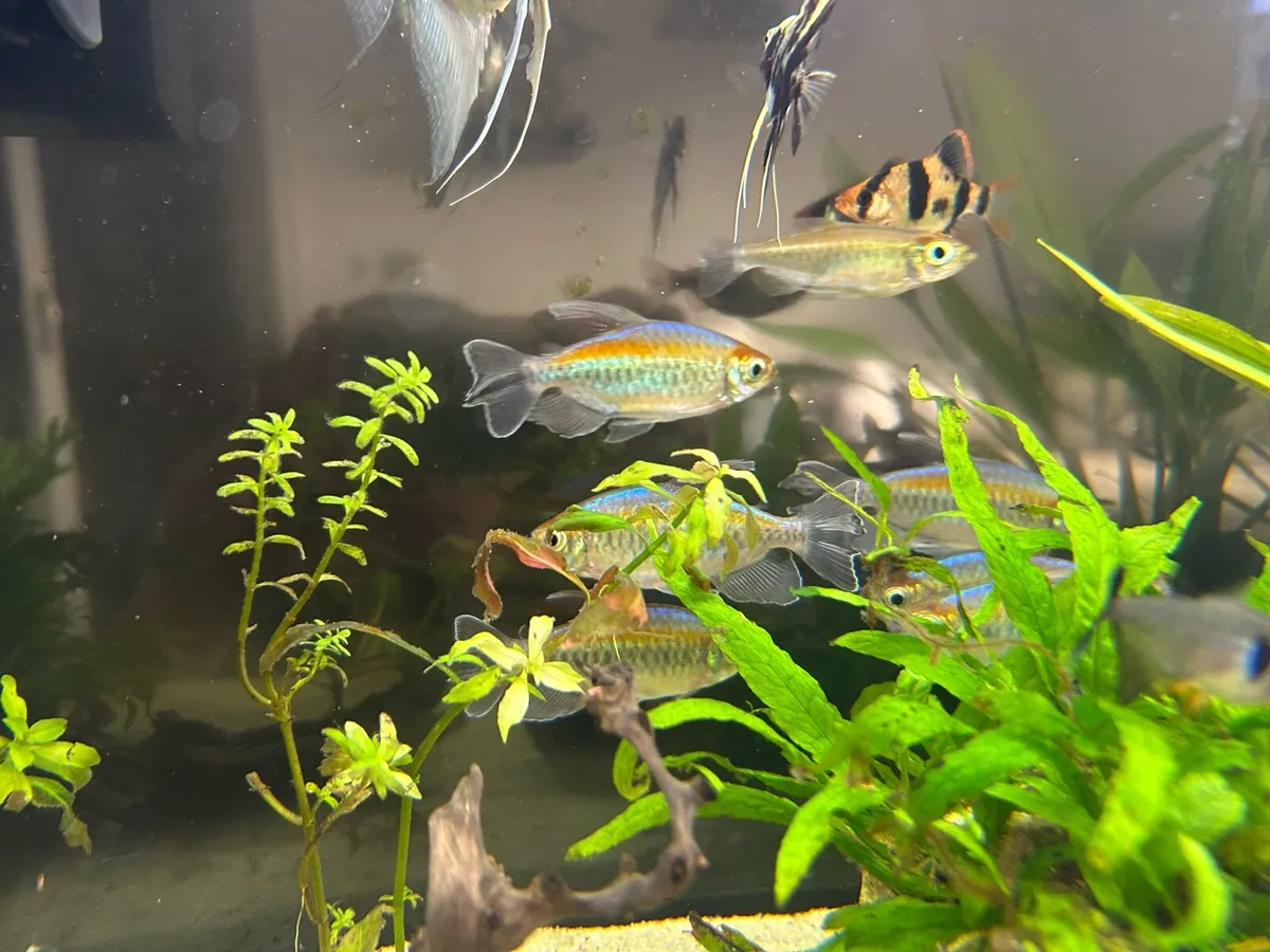 Congo Tetra fish x7 - Image 3