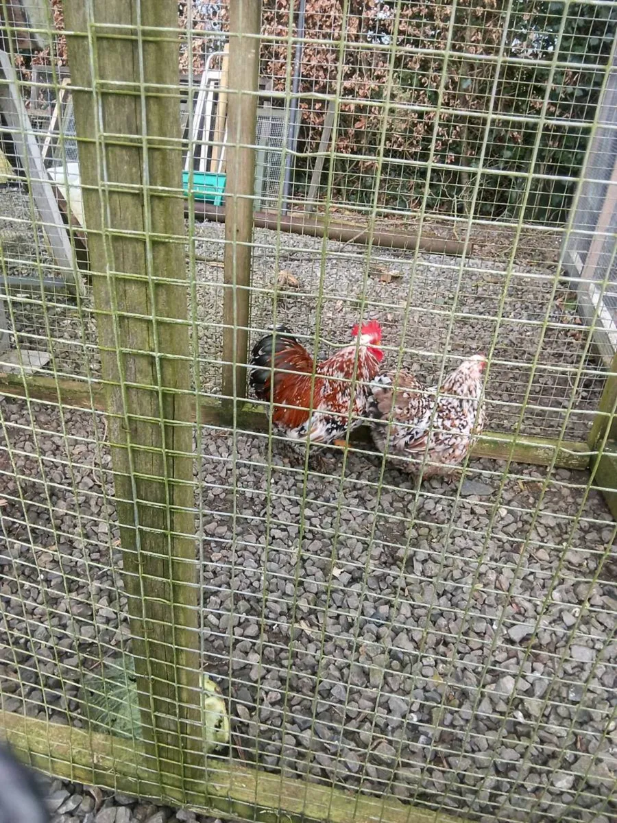 Chickens - Image 2