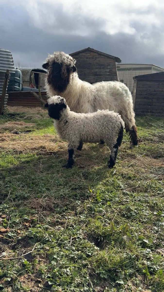 Valais blacknose ram lamb