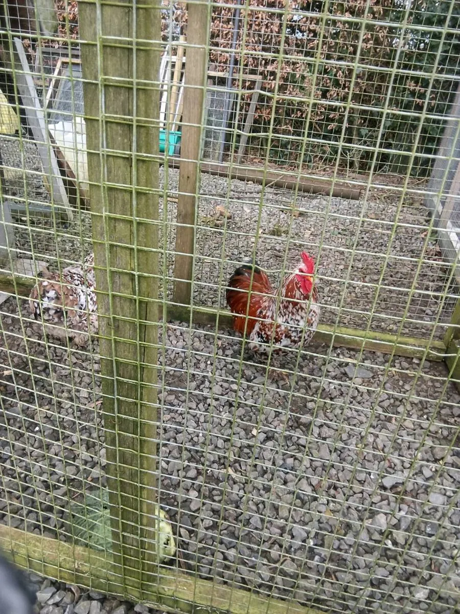 Chickens - Image 4