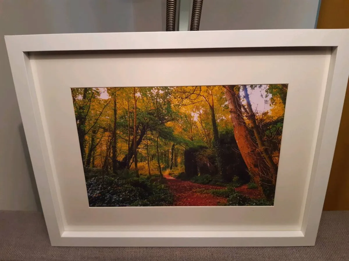 Rostellan Woods - Image 4