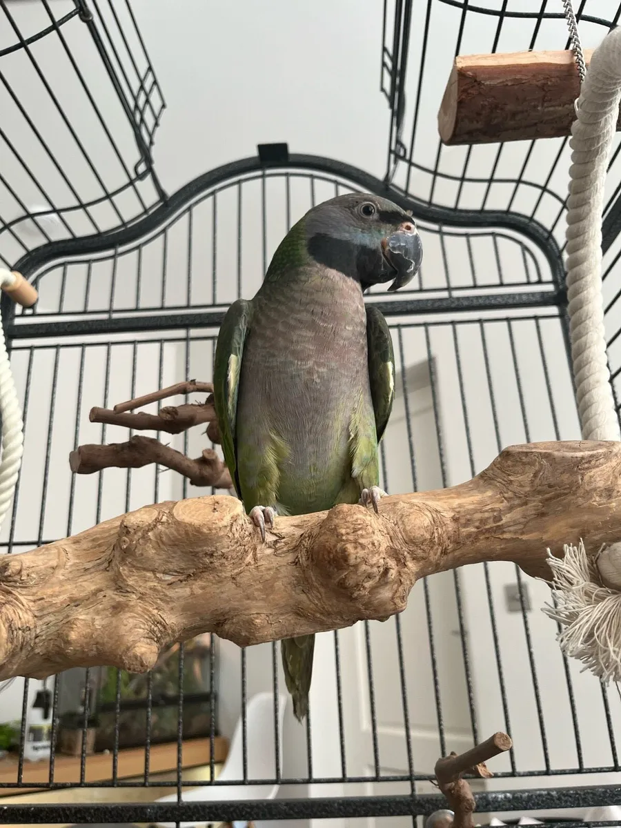 Mustache parakeet