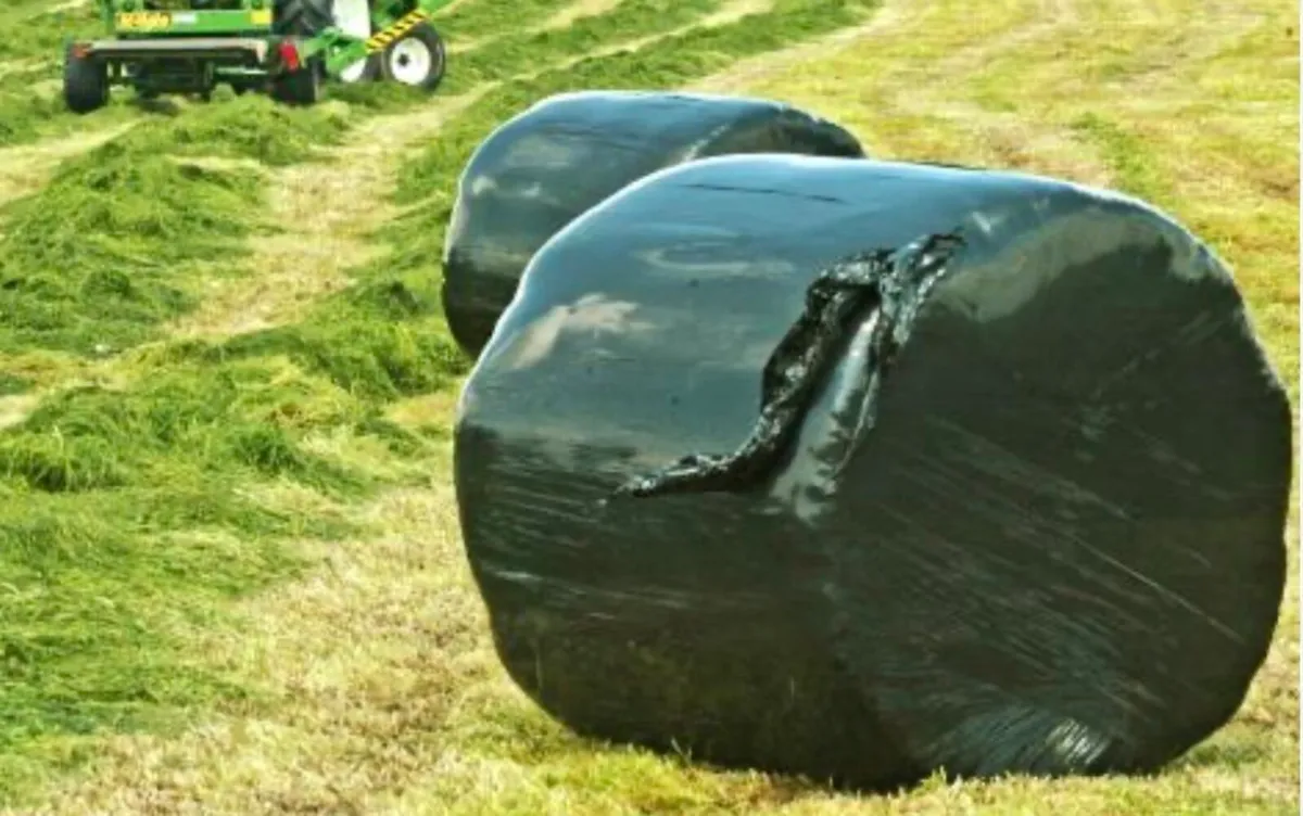 Silage bales for sale