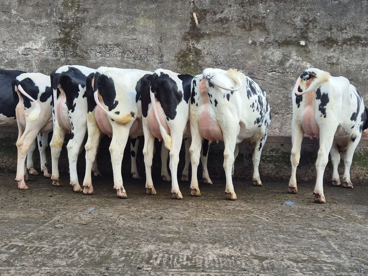 70 Fresh Calved Heifers and 30 Heifer Calves