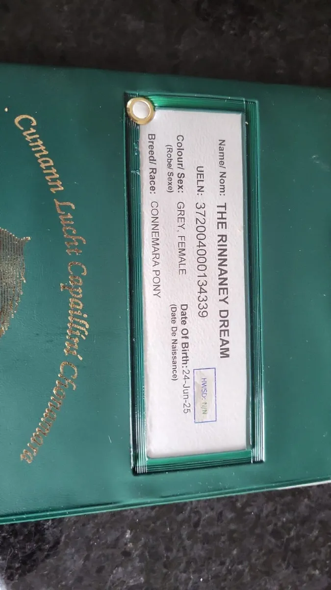 Connemara filly - Image 4