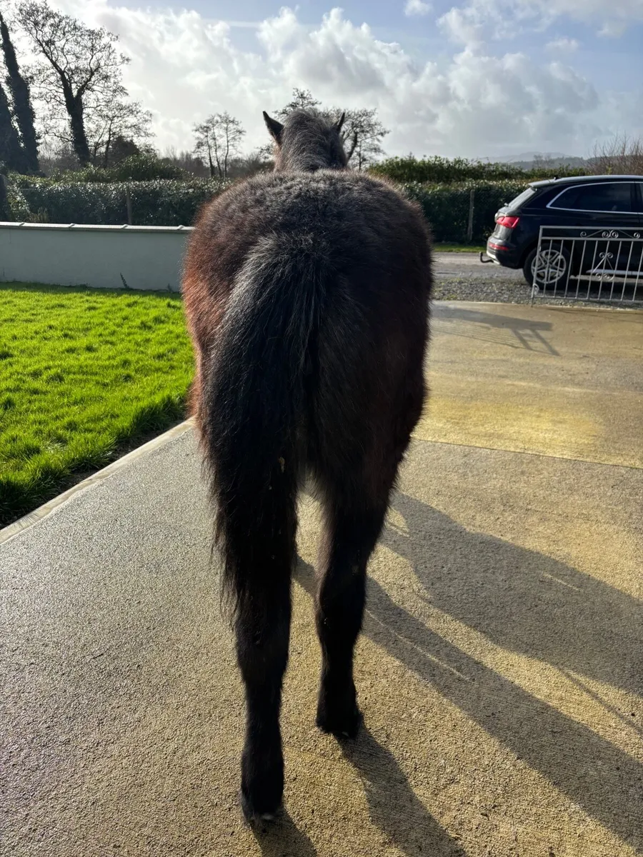 Connemara filly - Image 3