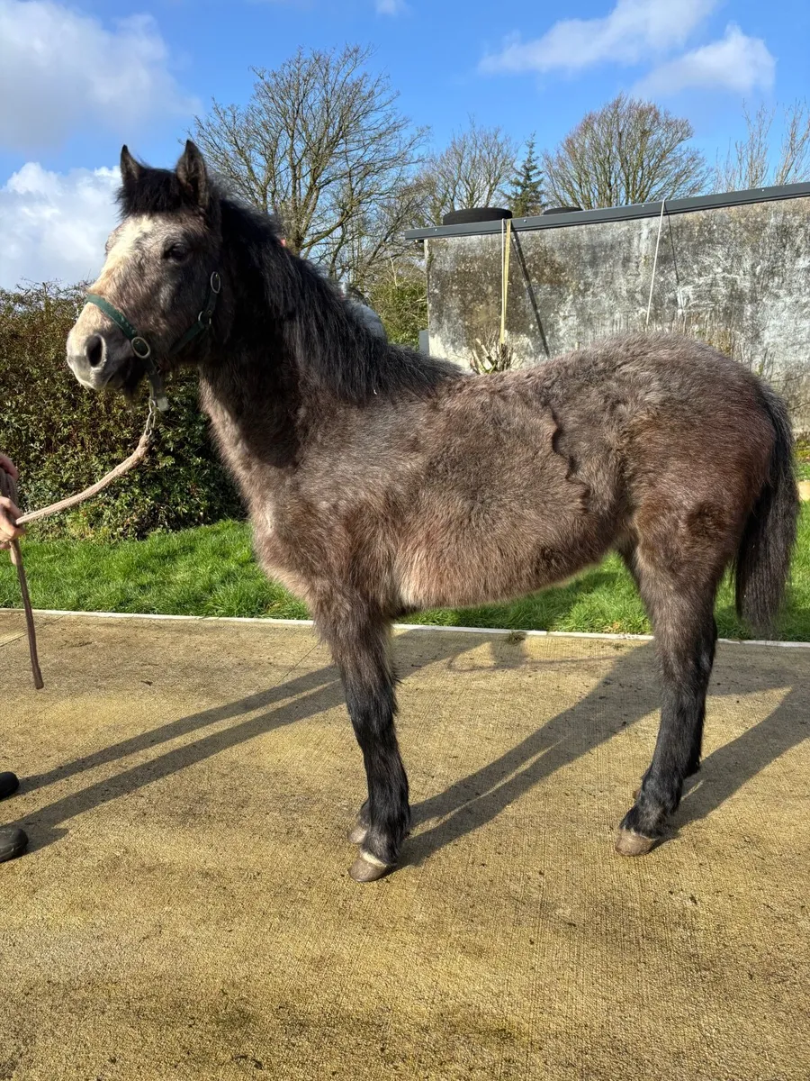 Connemara filly - Image 1