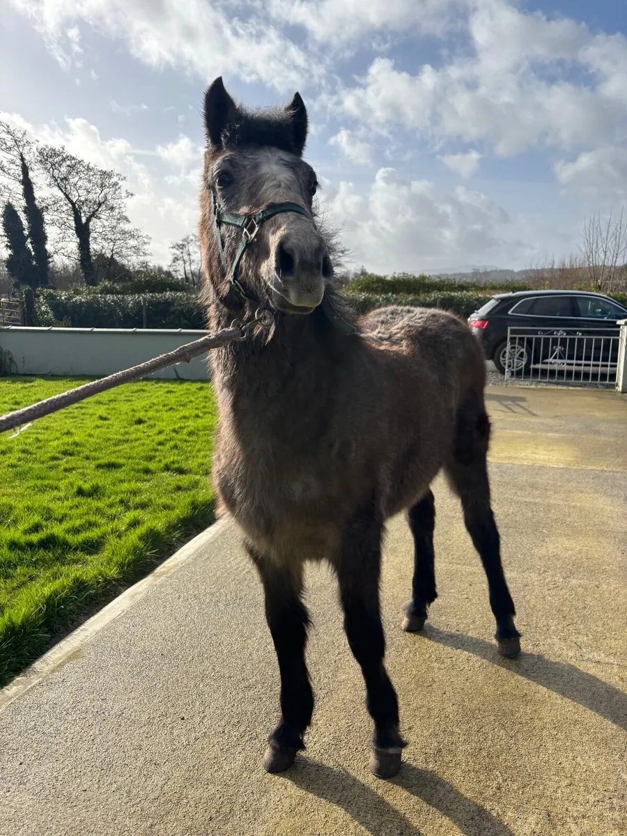 Connemara filly - Image 2