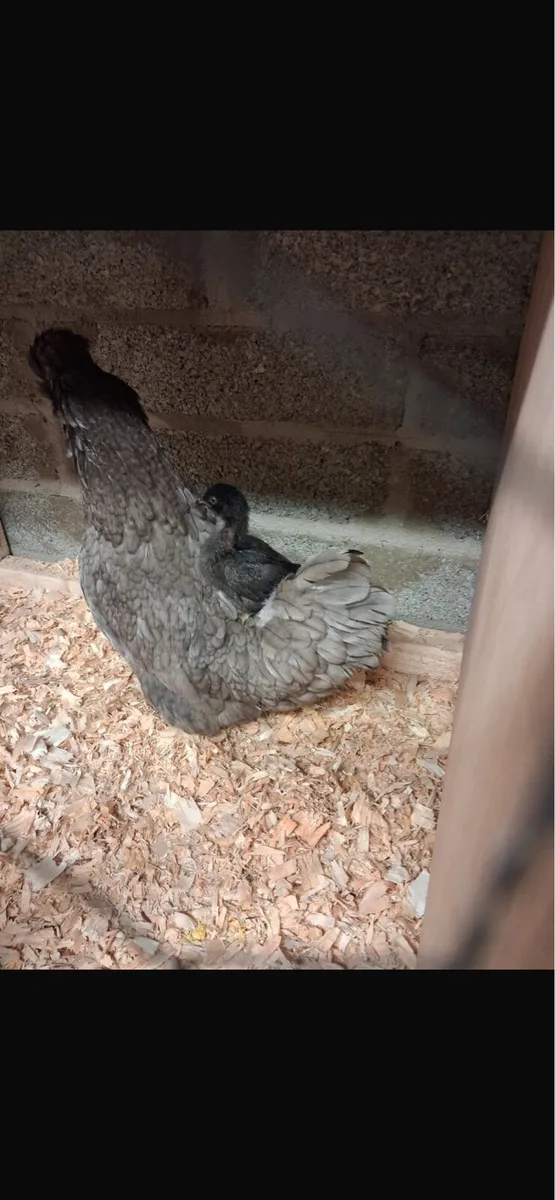 Bantam Hens with chicks - Image 1