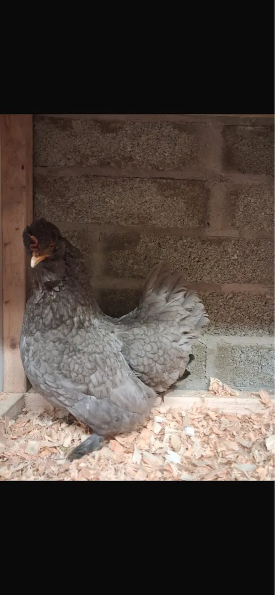 Bantam Hens with chicks - Image 2