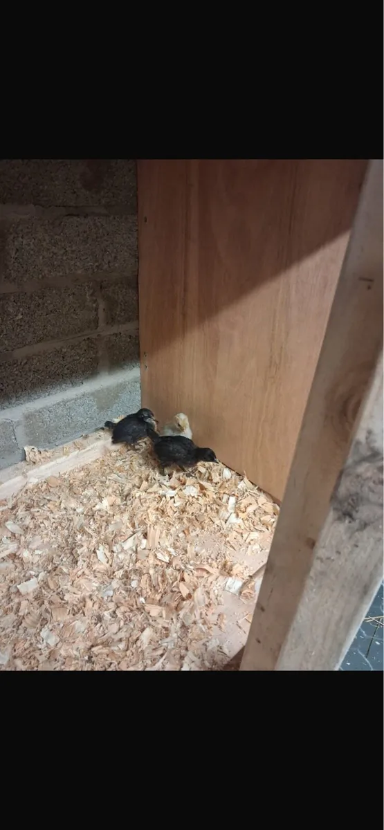 Bantam Hens with chicks - Image 3