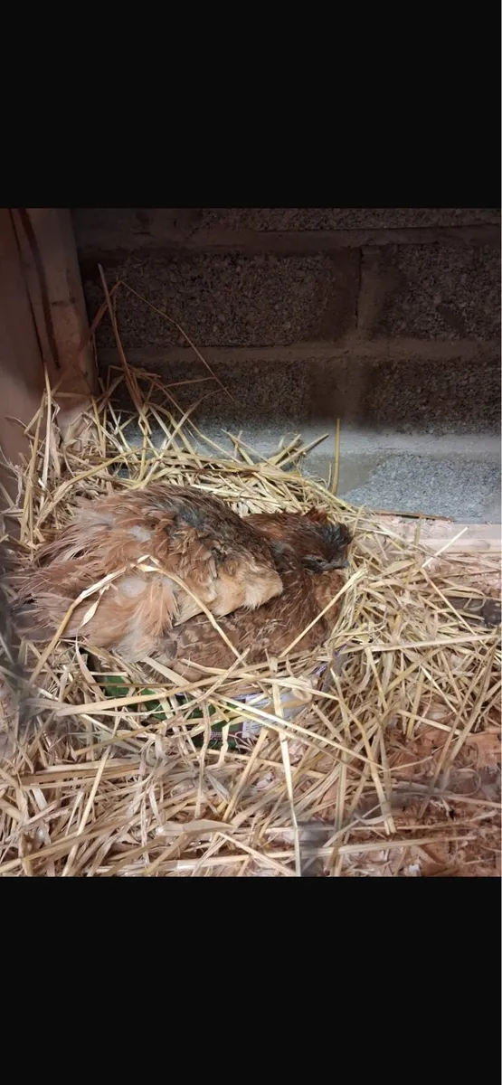 Bantam Hens with chicks - Image 4