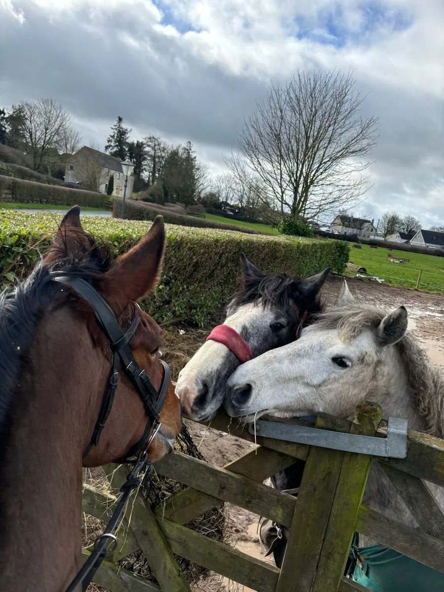 Full / DIY Livery - Image 1