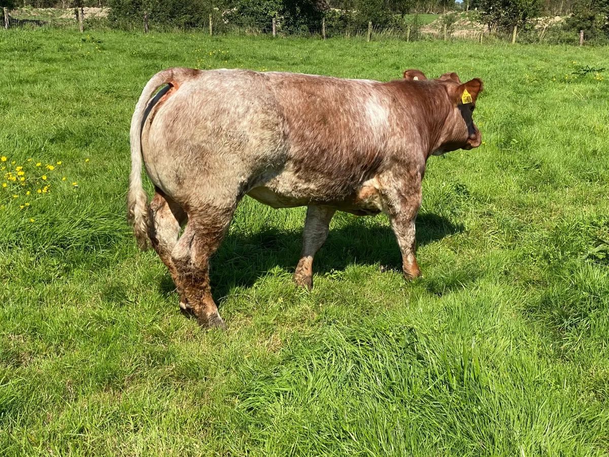 5 Star  Breeding Heifers - Image 3