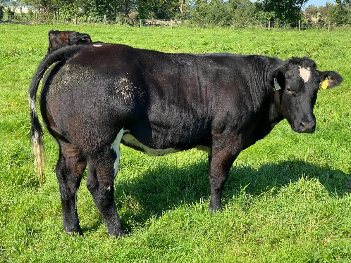 5 Star  Breeding Heifers - Image 4
