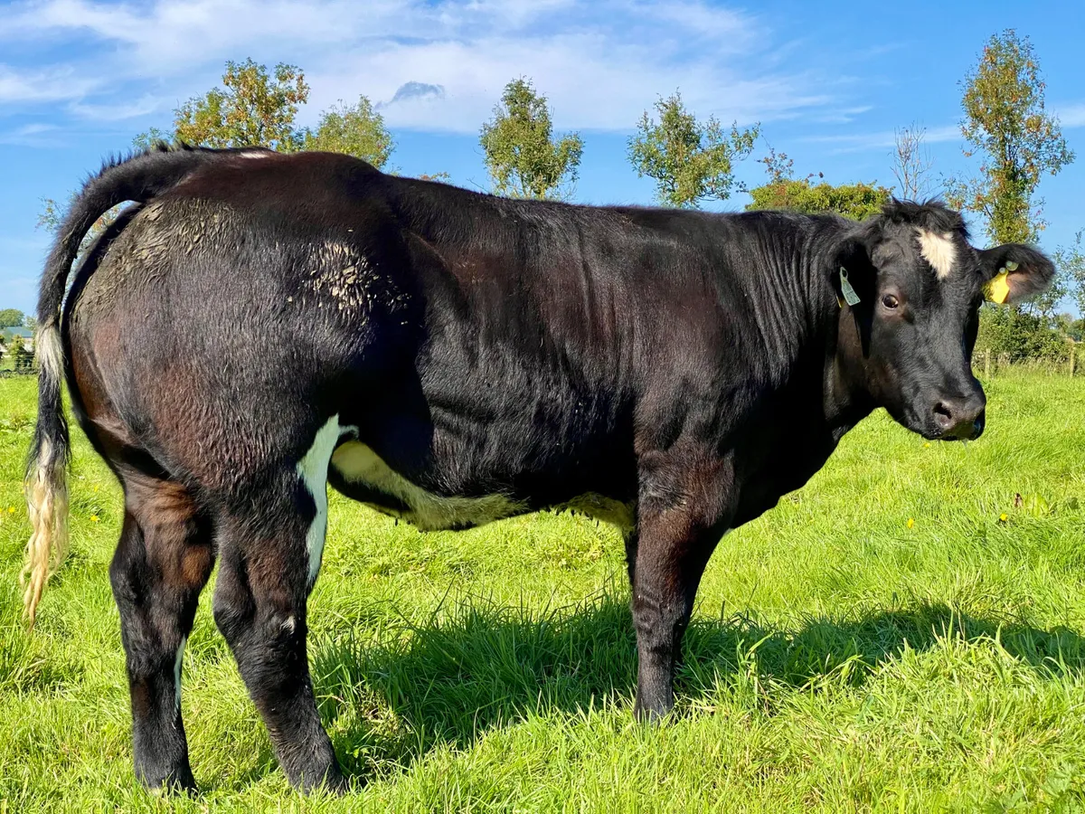 5 Star  Breeding Heifers - Image 1