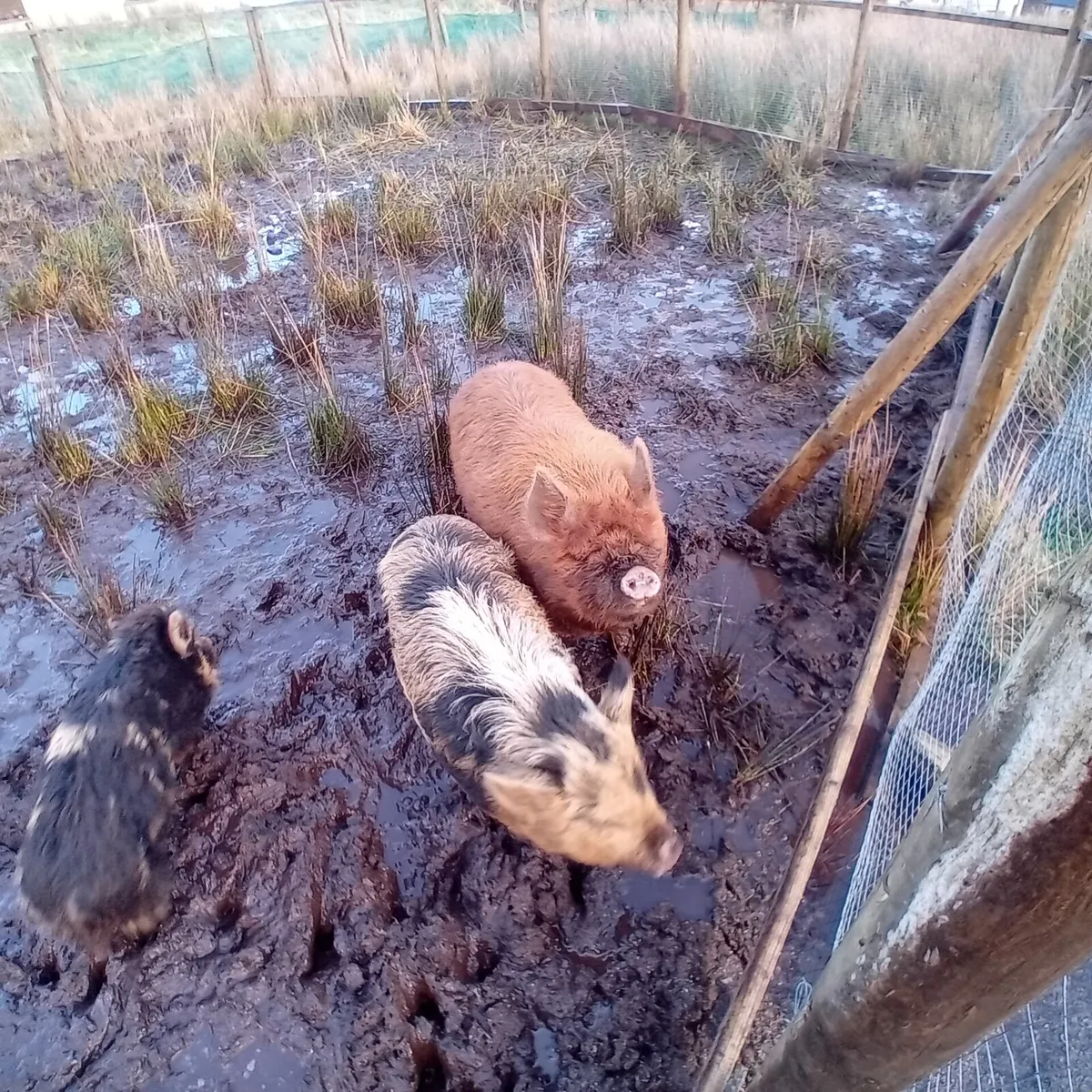 2 female pigs - Image 1