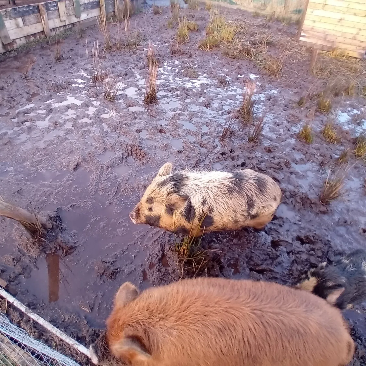 2 female pigs - Image 2
