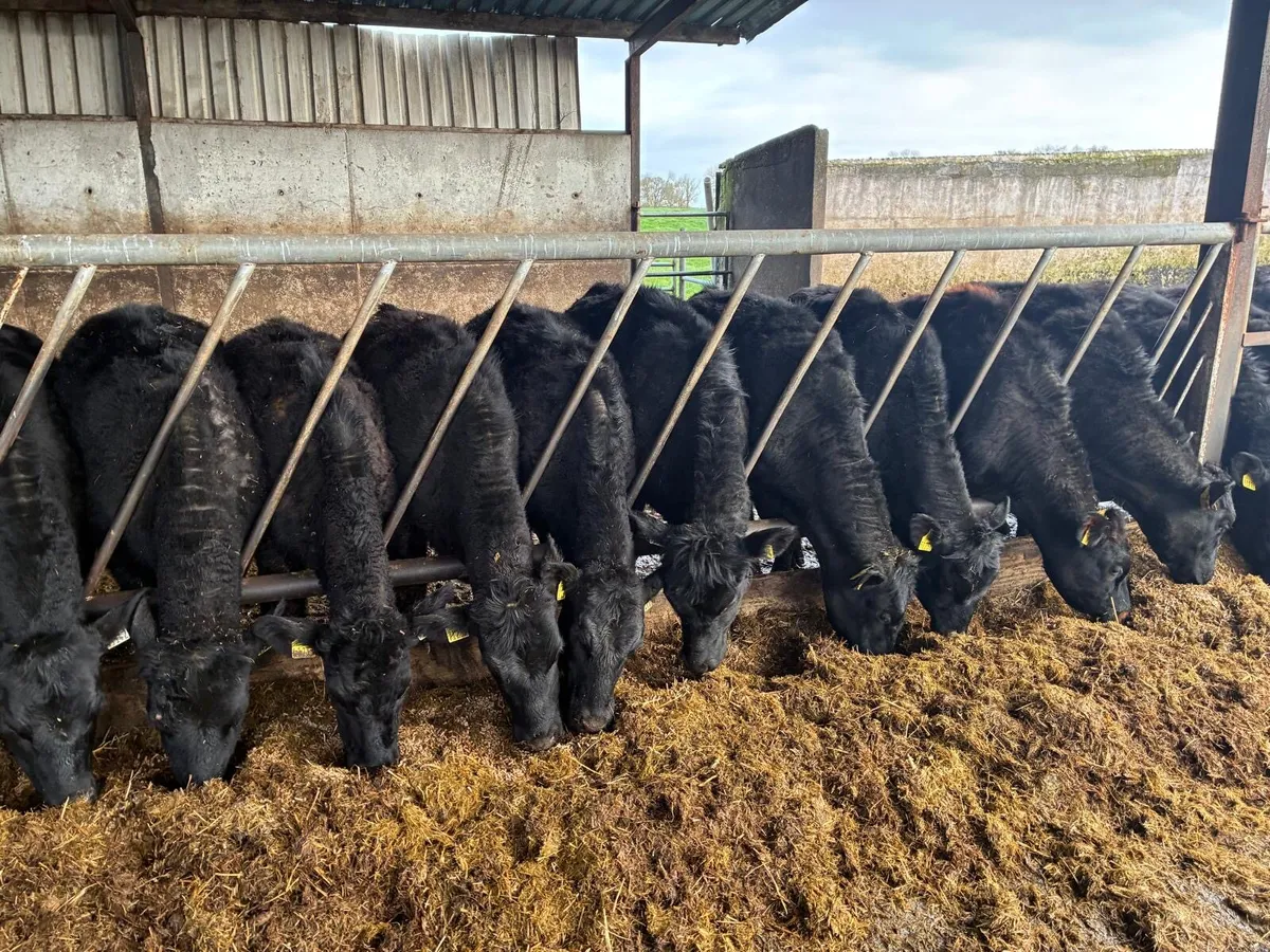 Angus heifers - Image 2