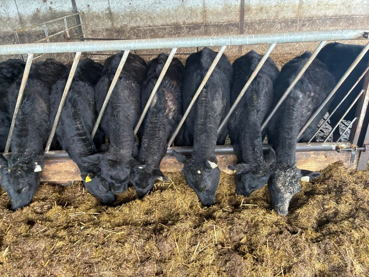 Angus heifers - Image 4