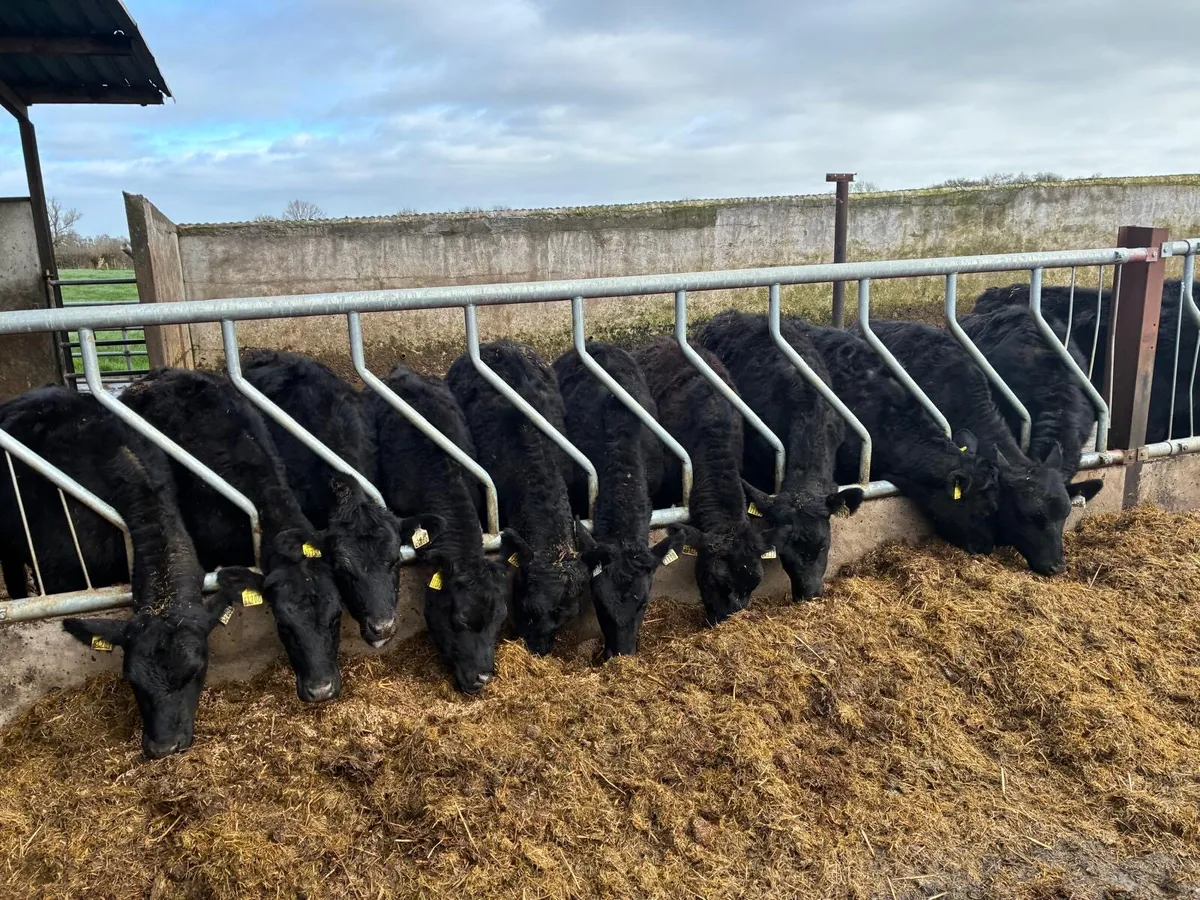 Angus heifers - Image 1