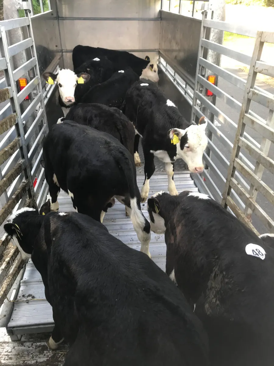 Fresh Calves every Monday €30 off the sheet - Image 1